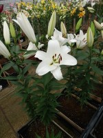 [4513 PO101 Finion No01.JPG]